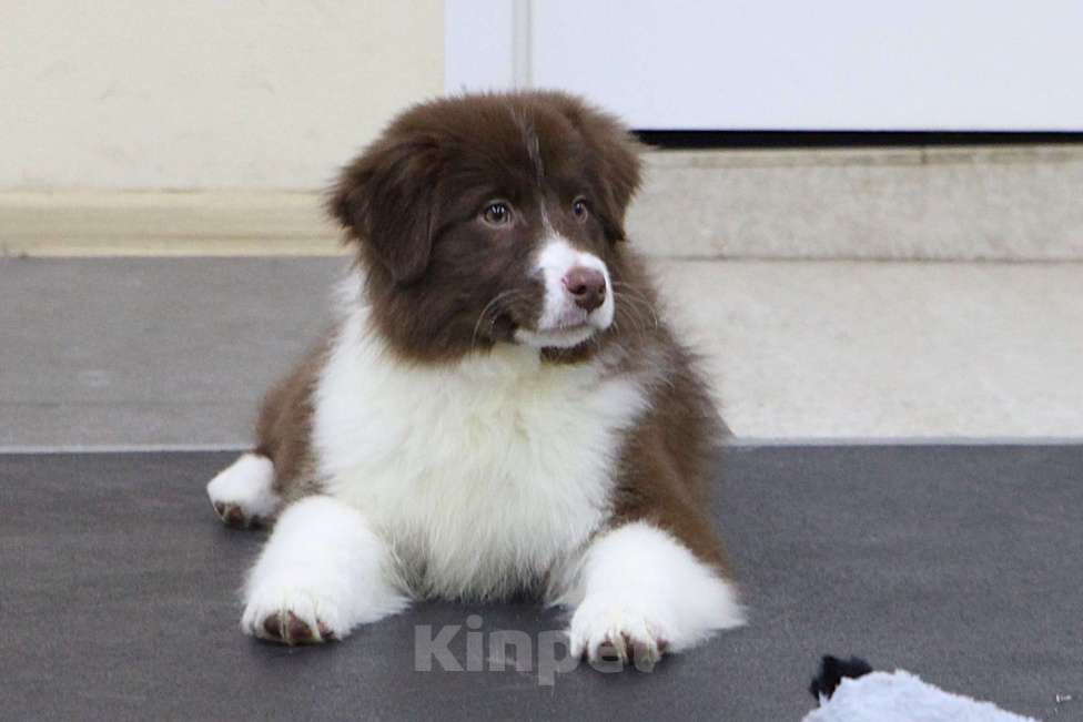 Собаки в других городах Владимирской области: щенок австралийской овчарки Девочка, 60 000 руб. - фото 3