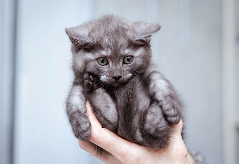 Котята ищут дом!