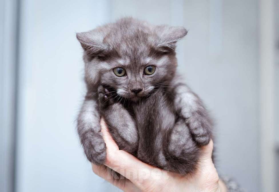 Кошки в Москве: Котята ищут дом! Девочка, Бесплатно - фото 1