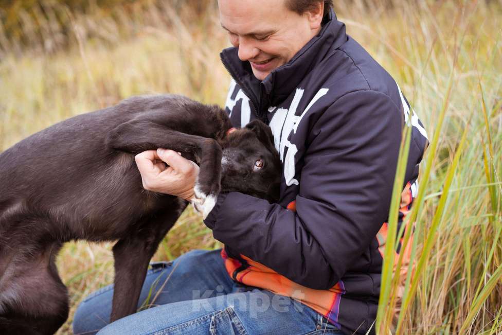 Собаки в Москве: Собака в добрые руки! Девочка, Бесплатно - фото 5