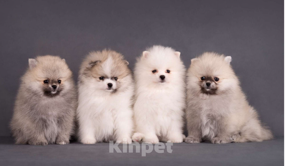 Собаки в Москве: Немецкий шпиц, померанский шпиц, щенок Мальчик, 70 000 руб. - фото 2