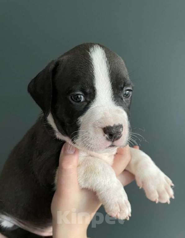 Собаки в Барнауле: Мальчики Стаффики Мальчик, 40 000 руб. - фото 3