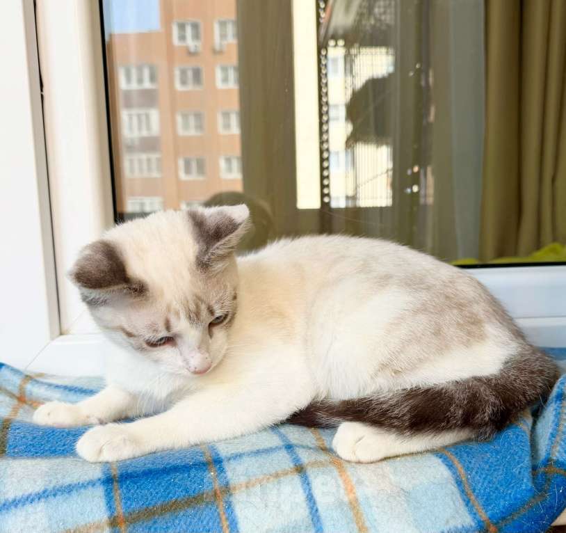 Кошки в Москве: Голубоглазый котенок Айсик в добрые руки Мальчик, Бесплатно - фото 6