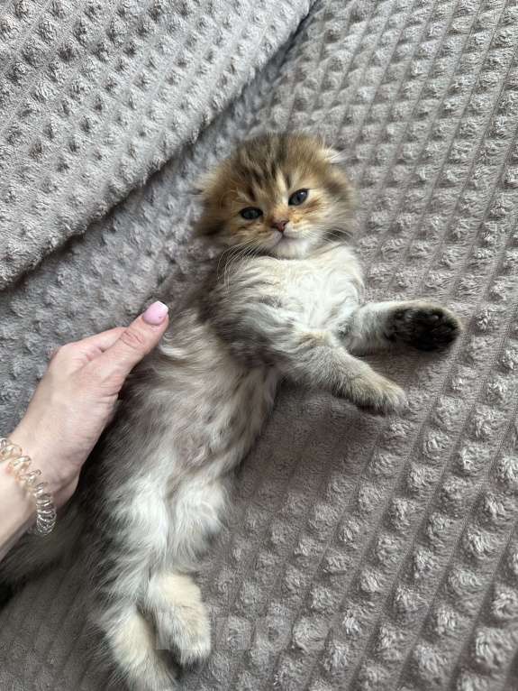 Кошки в Москве: Мальчик вислоухий Мальчик, 20 000 руб. - фото 3