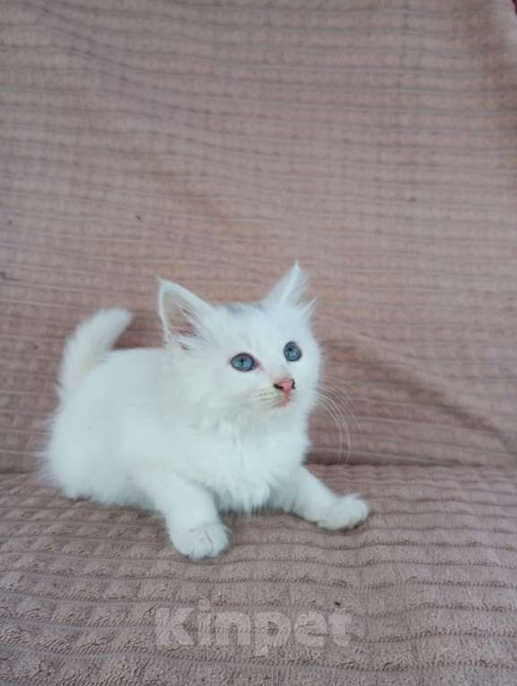 Кошки в других городах Пензенской области: Отдам в добрые руки девочку Девочка, Бесплатно - фото 2