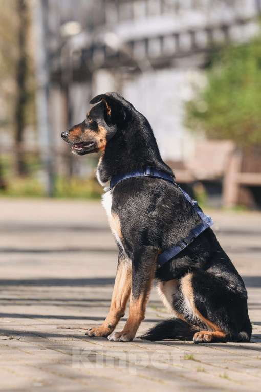 Собаки в Москве: Деймонд ищет дом Мальчик, Бесплатно - фото 6