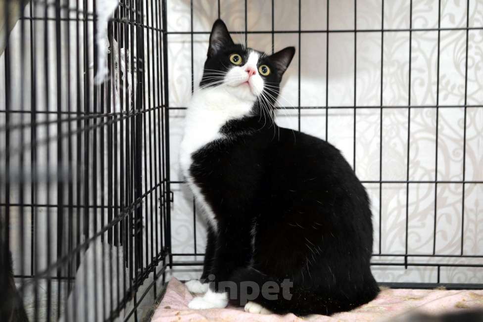 Кошки в Санкт-Петербурге: Степан Степашка Степочка трусишка Мальчик, Бесплатно - фото 4