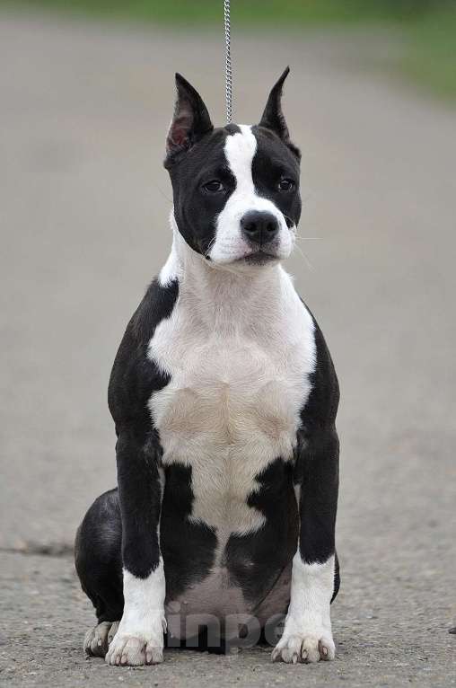 Собаки в Краснодаре: Девочка амстаффа с документами РКФ Девочка, 50 000 руб. - фото 5