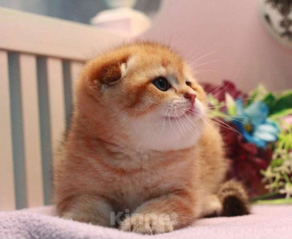 Кошки в Москве: Зоолотой котик. С документами  Мальчик, 30 000 руб. - фото 3