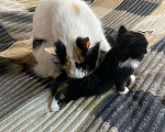 Кошки в Ростове-на-Дону: ⚜️Отдаю котенка в добрые руки⚜️ Мальчик, 150 руб. - фото 5