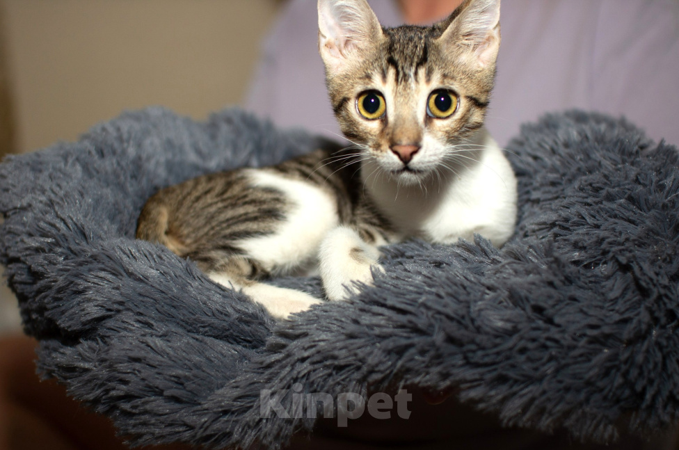 Кошки в Москве: Абиссинские котята Мальчик, Бесплатно - фото 4