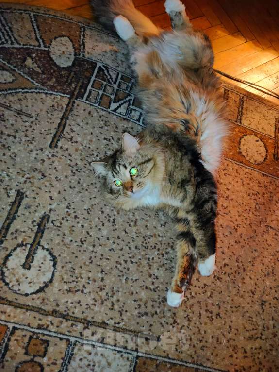 Кошки в Москве: Пропал кот Мальчик, Бесплатно - фото 3