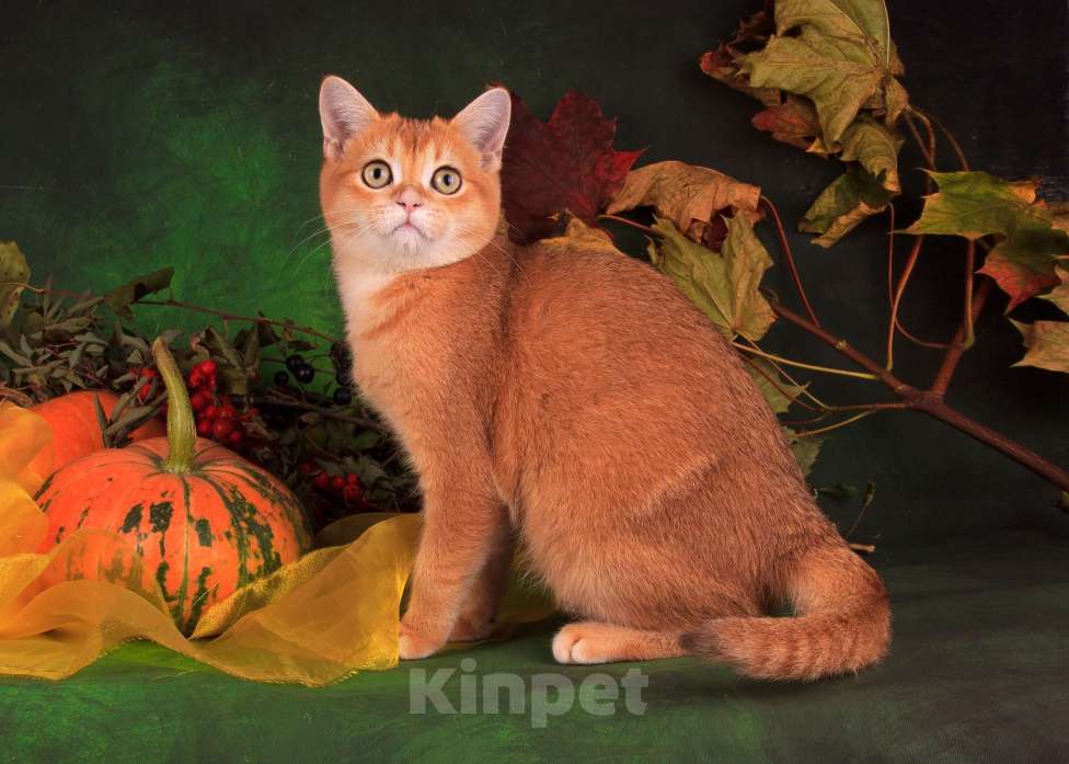 Кошки в Санкт-Петербурге: Золотой котик Скоттиш страйт Мальчик, Бесплатно - фото 1