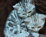 Кошки в Кулебаках: Мальчики и девочки Мальчик, 6 000 руб. - фото 3