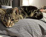 Кошки в Теберде: Молодой котик ищет дом, Бесплатно - фото 2