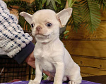 Собаки в Москве: Чихуахуа. Мальчик - Грэм Тайсон Мальчик, 50 000 руб. - фото 2