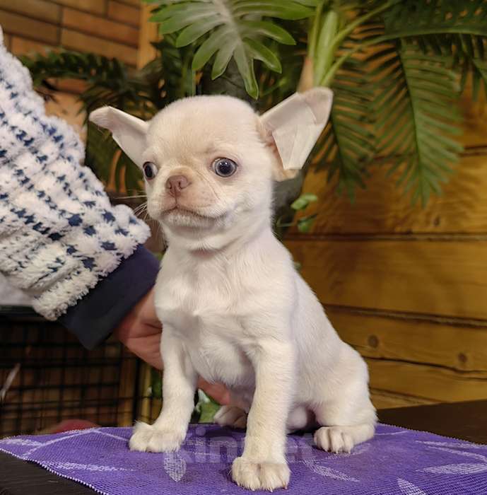 Собаки в Москве: Чихуахуа. Мальчик - Грэм Тайсон Мальчик, 50 000 руб. - фото 2