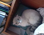 Кошки в Горном-Алтайске: Срочно отдаю кошку в добрые руки!  Девочка, Бесплатно - фото 3