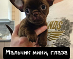 Собаки в Москве: Просто потрясающий мальчишечки и девчоночки чихуашечки готов к продаже Мальчик, 40 000 руб. - фото 3