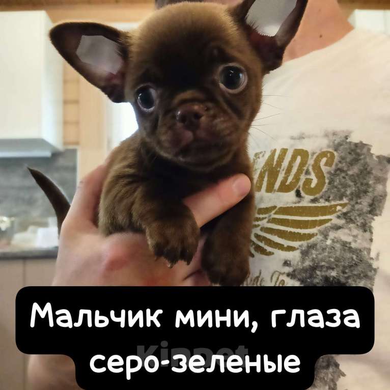 Собаки в Москве: Просто потрясающий мальчишечки и девчоночки чихуашечки готов к продаже Мальчик, 40 000 руб. - фото 3
