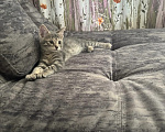 Кошки в Одинцово: Котенок в добрые руки Мальчик, Бесплатно - фото 3