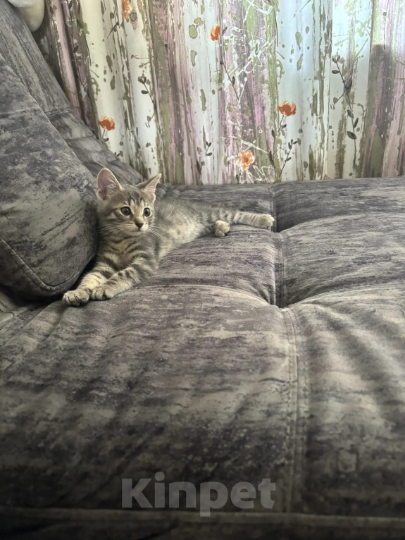 Кошки в Одинцово: Котенок в добрые руки Мальчик, Бесплатно - фото 3