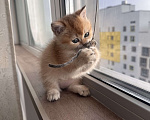 Кошки в других городах Московской области: Британская золотая шиншилла котята ny 12, ny 11, ny 25 Девочка, 35 000 руб. - фото 7
