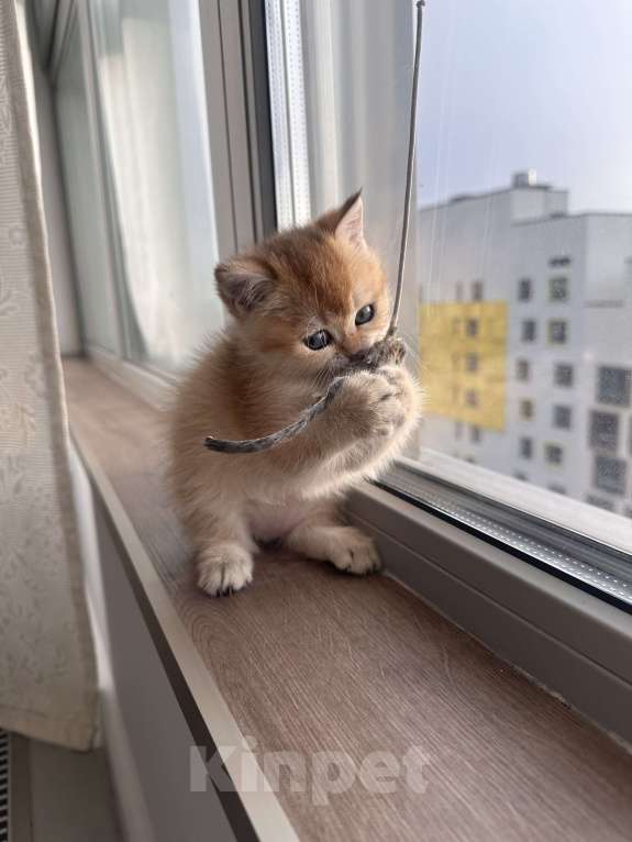 Кошки в других городах Московской области: Британская золотая шиншилла котята ny 12, ny 11, ny 25 Девочка, 35 000 руб. - фото 7