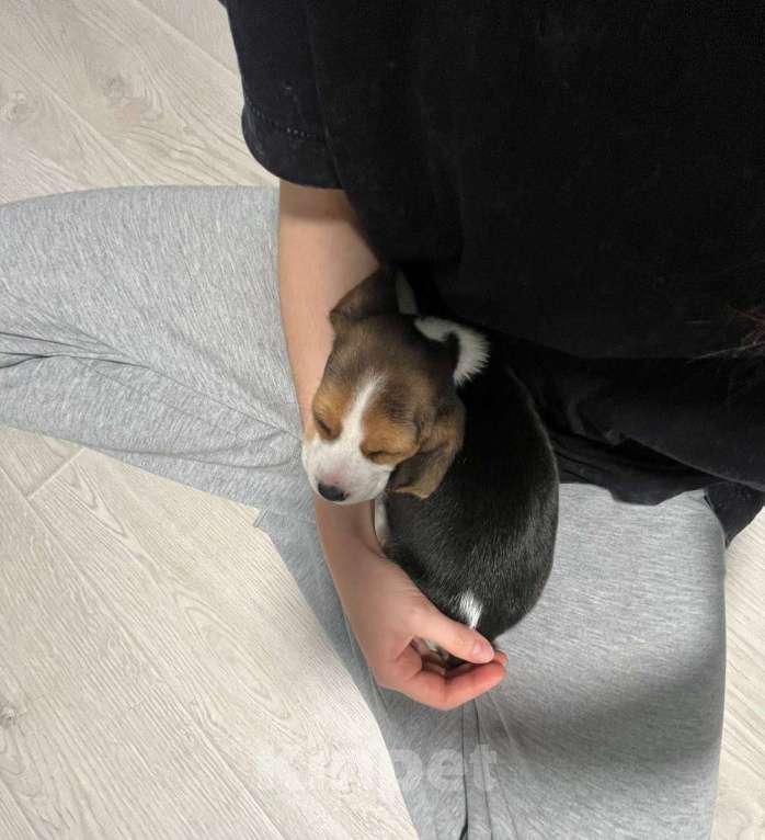 Собаки в Москве: Щенок мальчик бигль в заботливые руки Мальчик, 30 000 руб. - фото 2