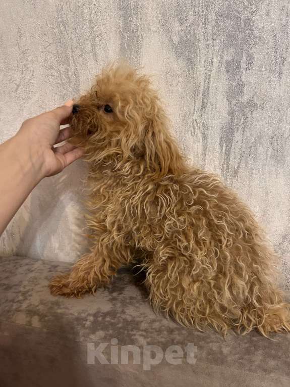 Собаки в Москве: Микро взрослый Мальчик, 300 000 руб. - фото 3