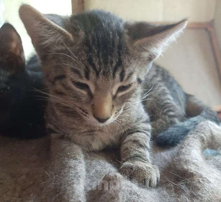 Кошки в Москве: Котята всех окрасов в добрые руки Мальчик, 1 руб. - фото 7