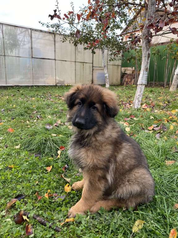 Собаки в Казани: Щенок длинношерстной немецкой овчарки Девочка, Бесплатно - фото 2