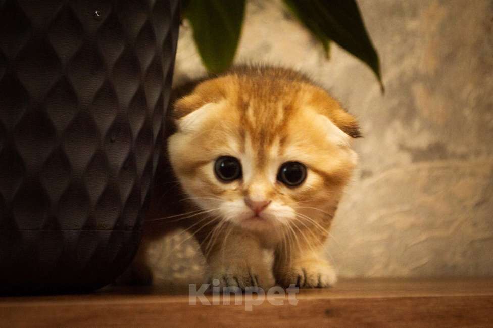 Кошки в Липецке: Шотландец 2 Мальчик, 28 000 руб. - фото 7