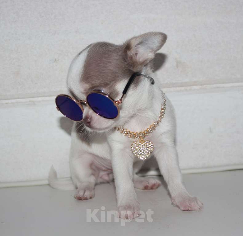 Собаки в других городах Ленинградской области: Предлагается щенок чихуахуа! Девочка, 45 000 руб. - фото 7