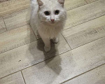 Кошки в Москве: Котик в добрые руки  Мальчик, Бесплатно - фото 4