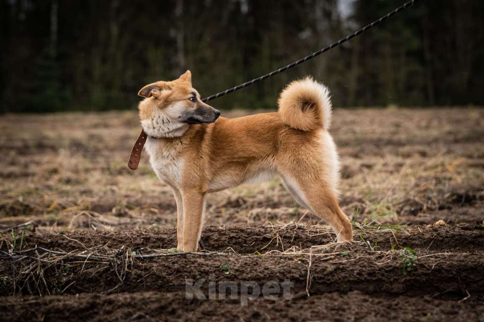 Собаки в Клине: Хеди — настоящая искорка счастья Девочка, Бесплатно - фото 7