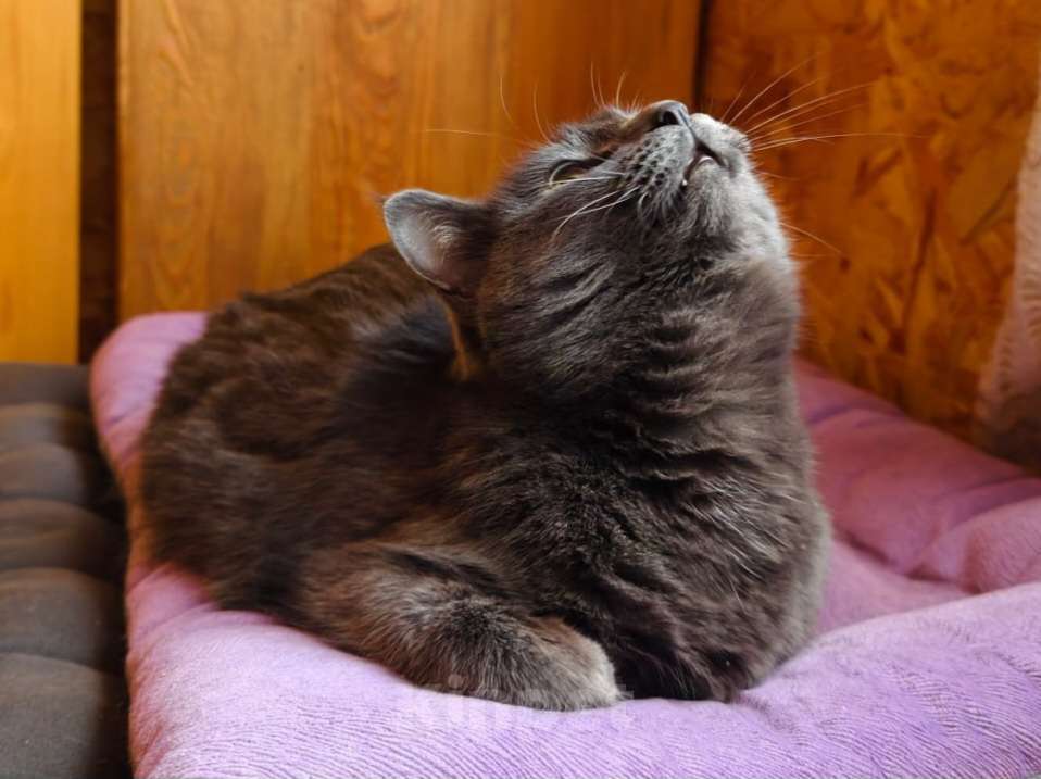 Кошки в Москве: Минералочка ищет дом Девочка, Бесплатно - фото 3