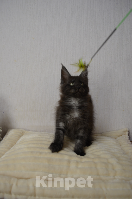 Кошки в Санкт-Петербурге: Chloe Diesel Power черный дым Девочка, 60 000 руб. - фото 1