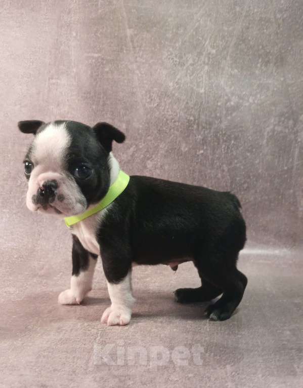 Собаки в Санкт-Петербурге: Бостон терьер кобель Мальчик, 80 000 руб. - фото 3