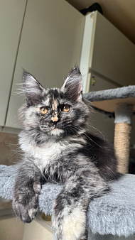 Котёнок Мейн Кун