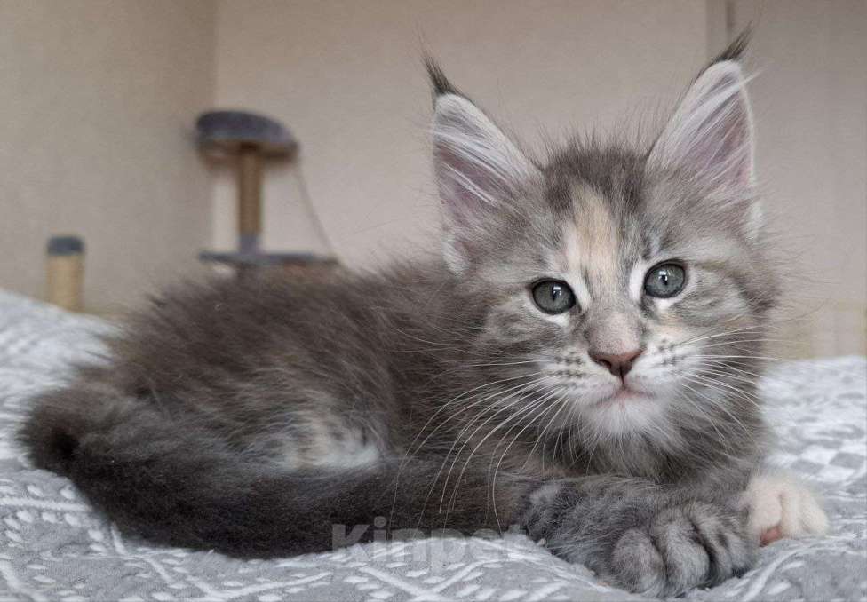 Кошки в Геленджике: Продаётся котёнок мейн-кун, девочка, серебристый окрас fs 24, из питомника EdenLight (Геленджик) Девочка, Бесплатно - фото 4