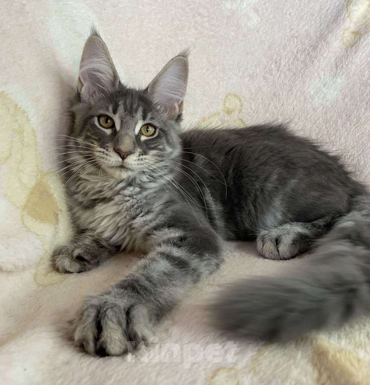 Кошки в Дмитрове: Голубая мраморная девочка мейн кун Zamira Девочка, 20 000 руб. - фото 6