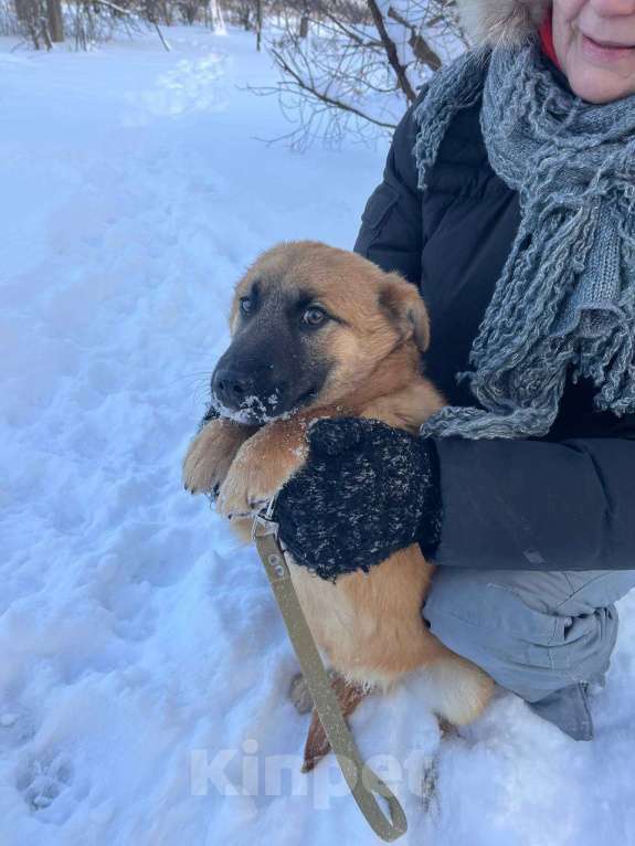 Собаки в Москве: Щенок Кефир ищет дом! Мальчик, Бесплатно - фото 3