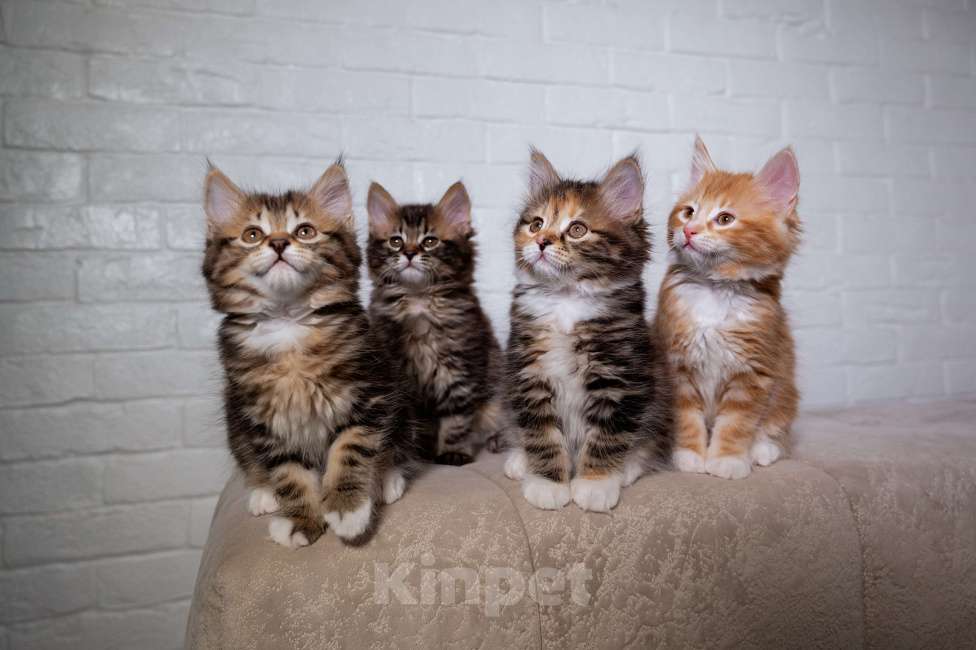 Кошки в Вологде: Курильский бобтейл котята  Девочка, 35 000 руб. - фото 6