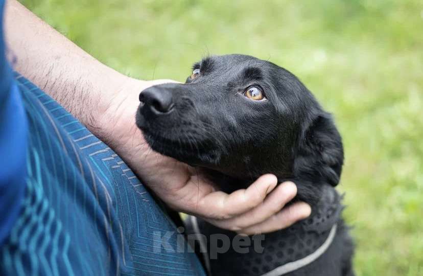 Собаки в других городах Московской области: Собака в добрые руки Девочка, Бесплатно - фото 2