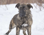 Собаки в Москве: Славный щенок Корица ждет свою семью в приюте  Девочка, Бесплатно - фото 6