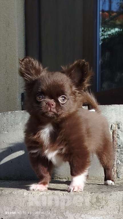 Собаки в Москве: МедвежоноЧИХ Мальчик, 50 000 руб. - фото 2