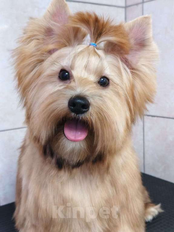 Собаки в Санкт-Петербурге: щенок русской салонной собаки (похож на цветного йорка) Мальчик, 40 000 руб. - фото 4