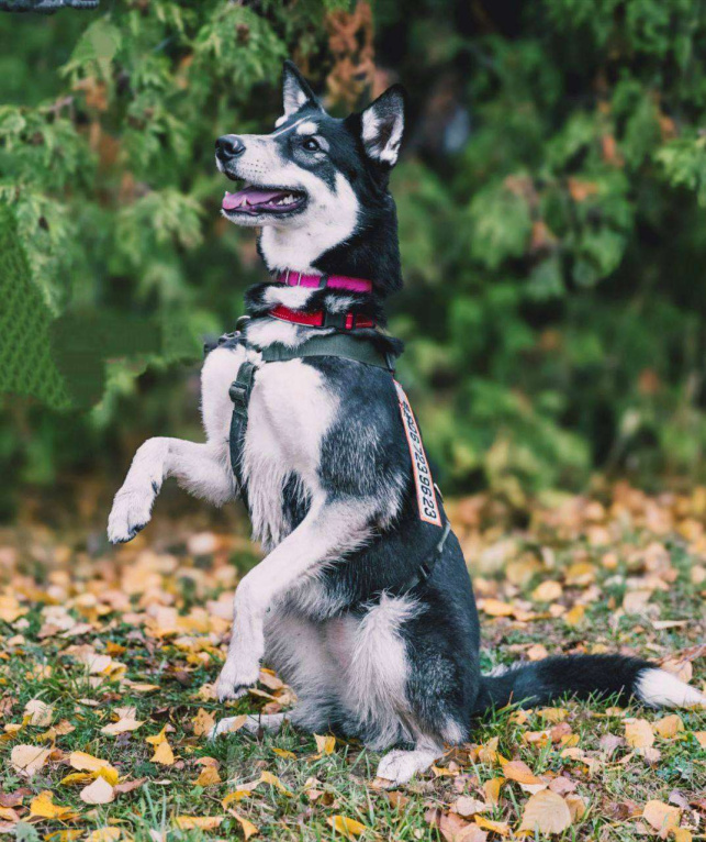 Собаки в Москве: Эрика , яркая внешность и любовь к человеку  Девочка, Бесплатно - фото 3