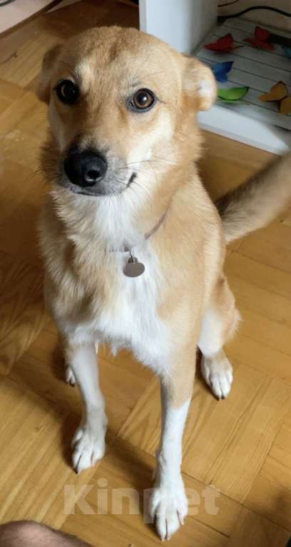 Собаки в Балашихе: Поночка Девочка, Бесплатно - фото 3